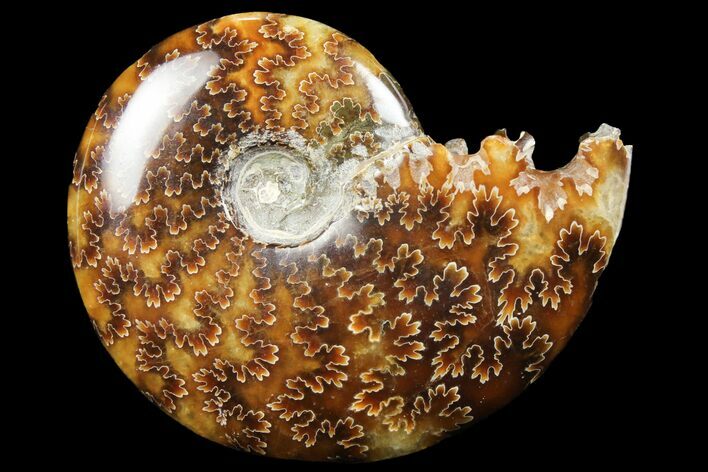 Polished, Agatized Ammonite (Cleoniceras) - Madagascar #97285